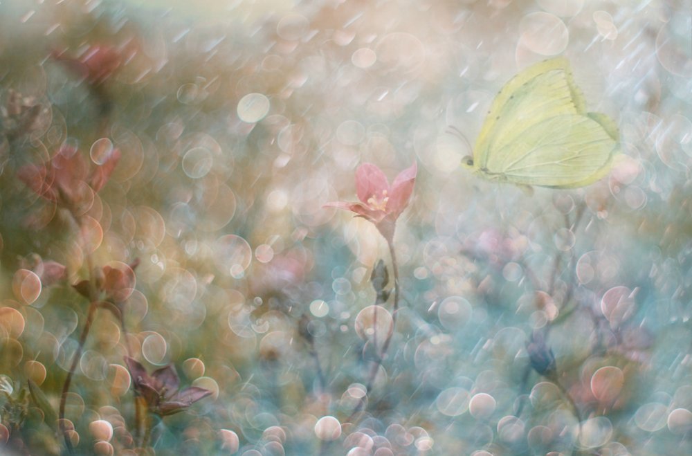  - Delphine Devos