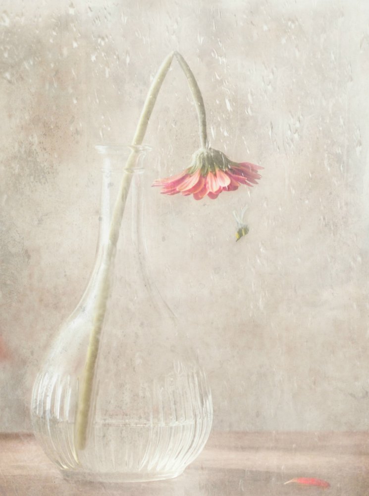  - Delphine Devos