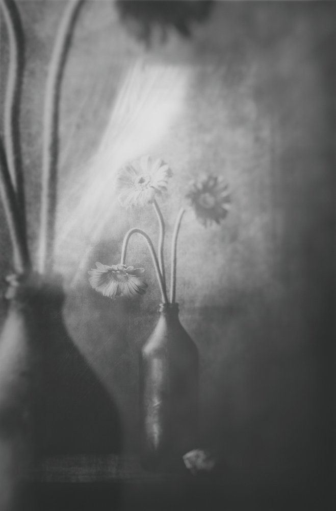 Fleurs aux teintes douces - Delphine Devos