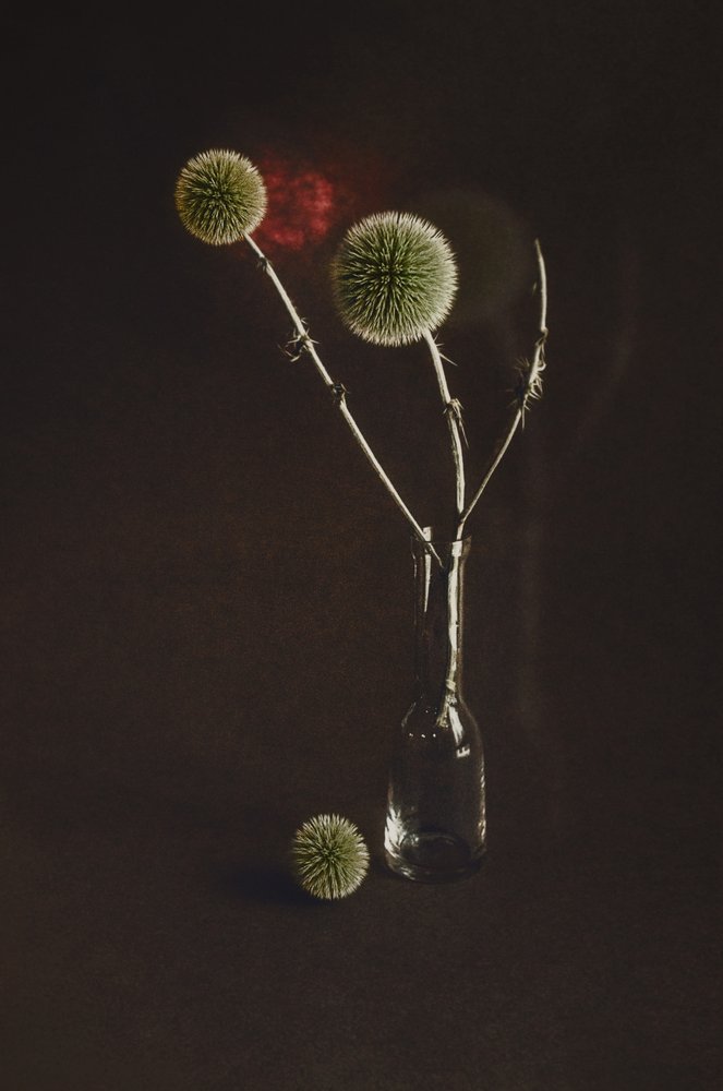 Chardons séchés dans un vase - Desislava Ignatova