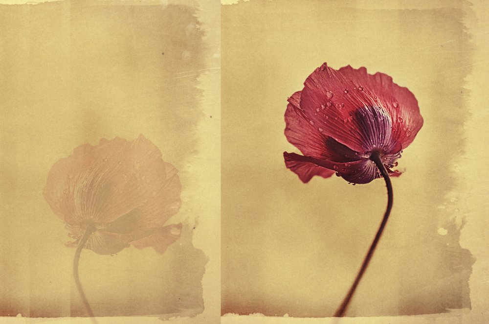 Rêve de coquelicots vintage - Desislava Ignatova