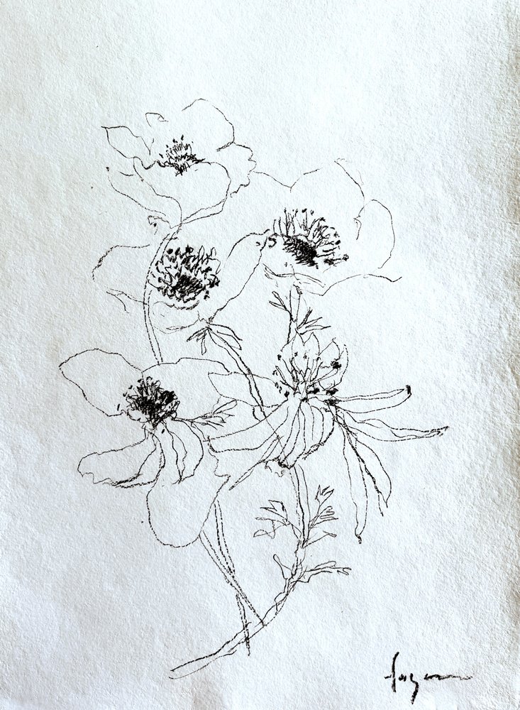 Esquisse florale délicate - Dorothy Fagan