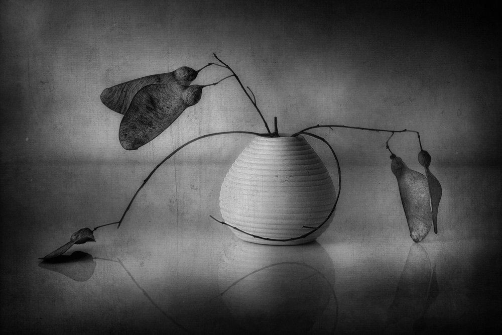 Nature morte botanique minimaliste - Elena Arjona