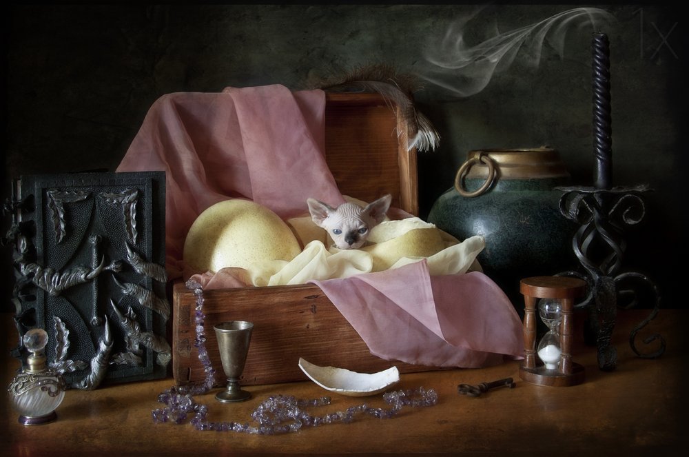 Le coffre au trésor du chaton mystique - Eleonora Grigorjeva