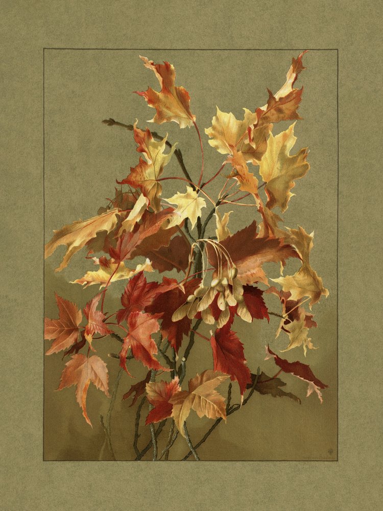 Feuilles d