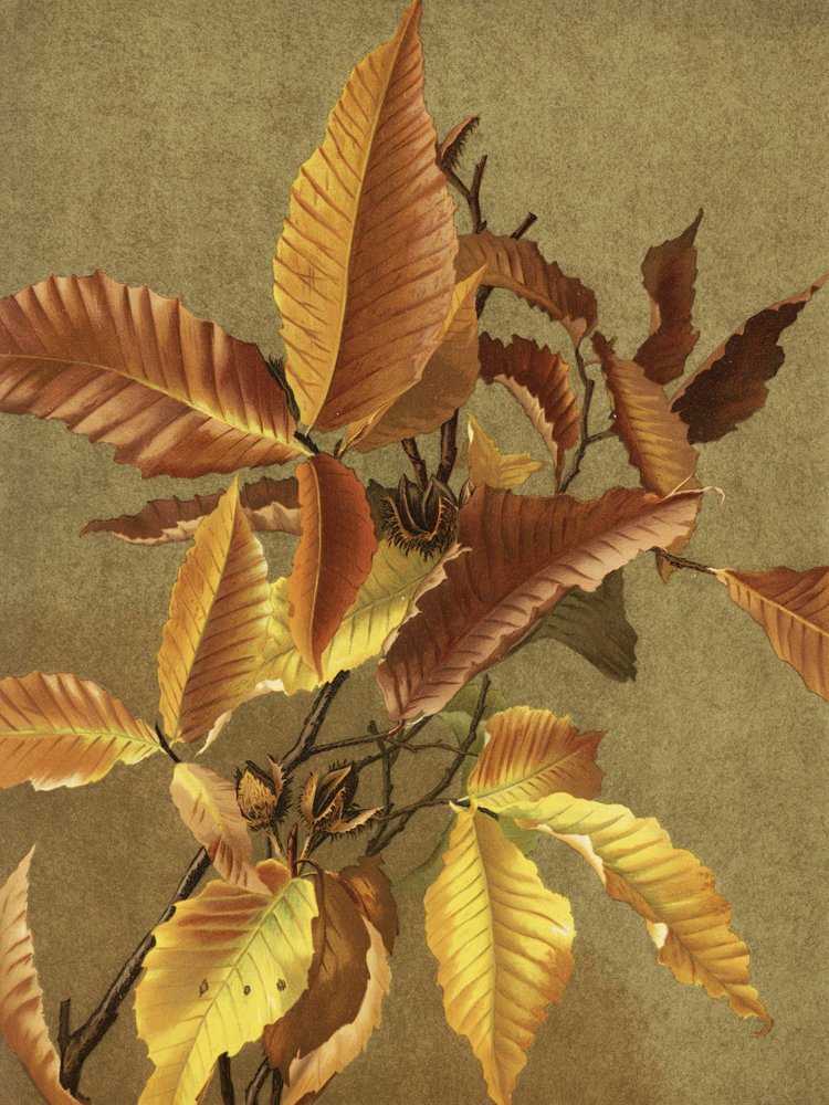Feuilles d