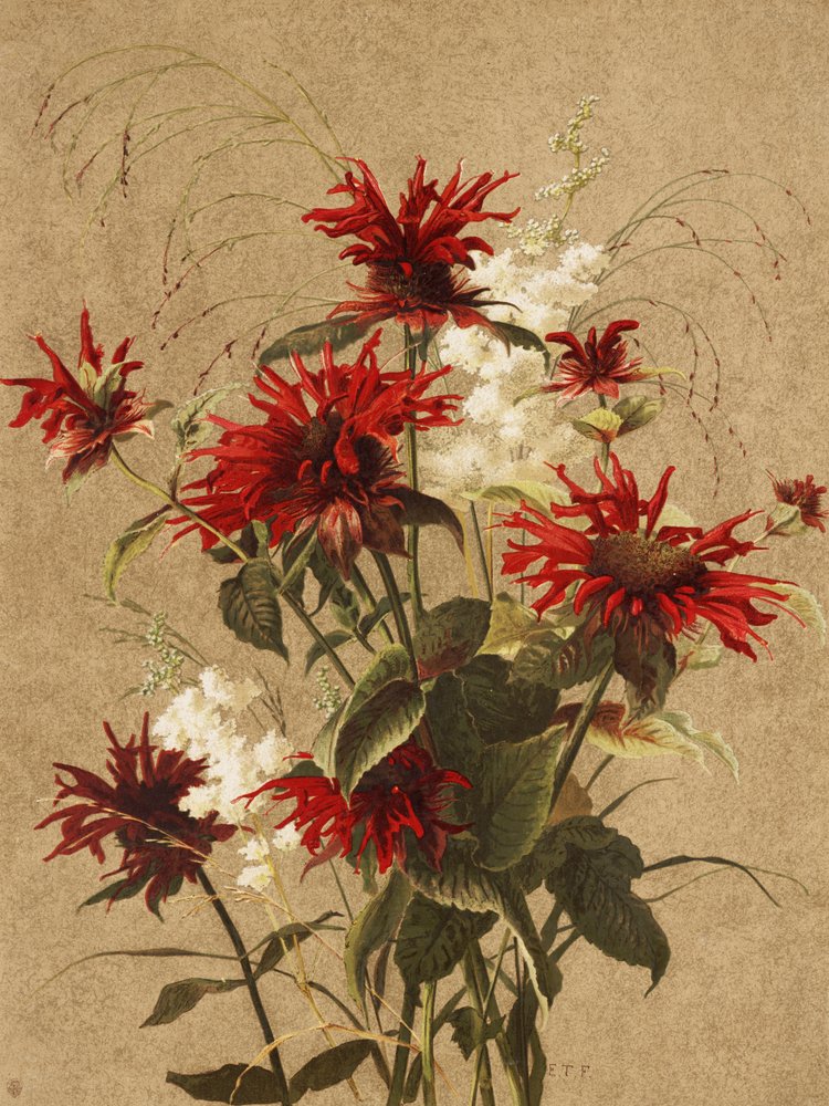 Balm et Spiraea, par Ellen Thayer Fisher - Ellen Thayer Fisher
