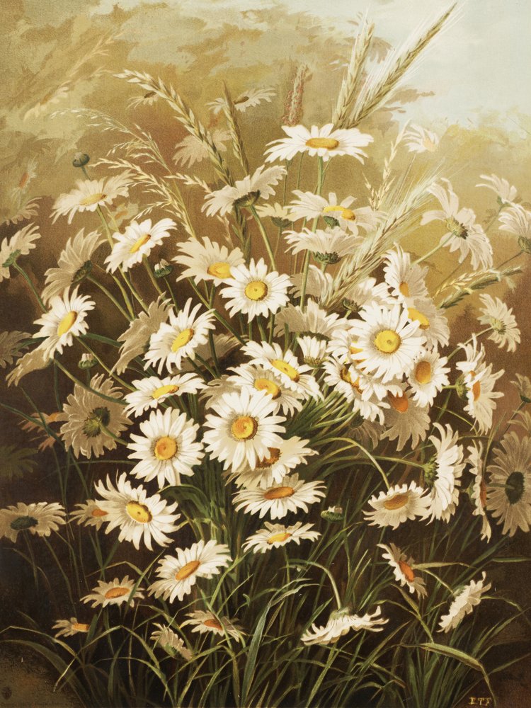 Les marguerites, par Ellen Thayer Fisher - Ellen Thayer Fisher