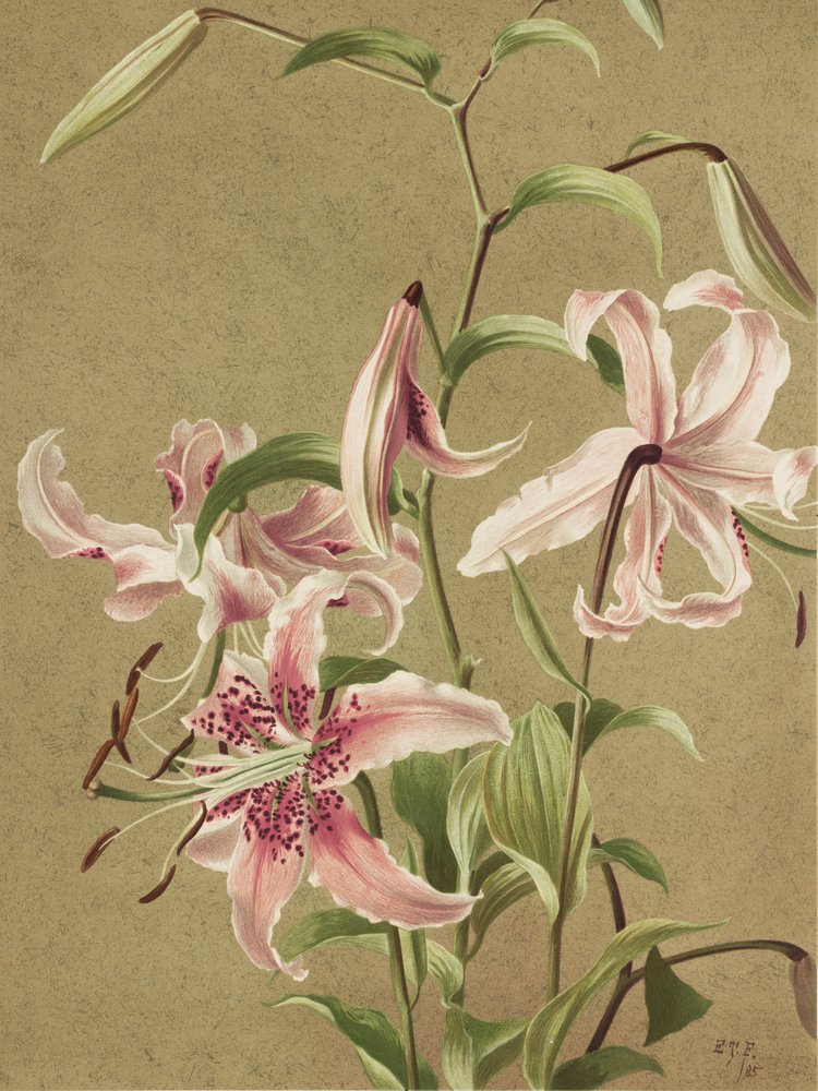 « Japan Lily » d