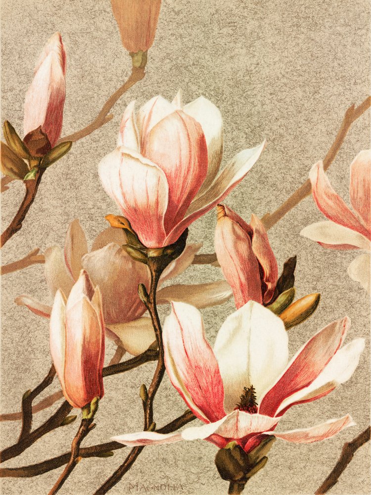 Magnolia - Ellen Thayer Fisher
