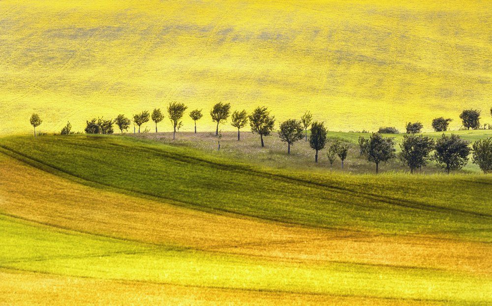 Collines vallonnées et arbres - Ewa Całkosińska-Kajzer