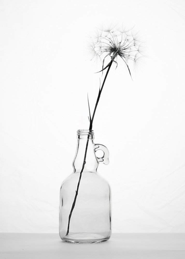 Nature morte délicate au pissenlit - Eyal Amer