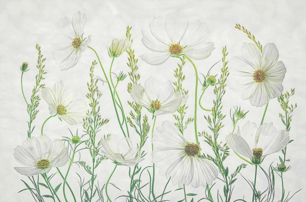 Prairie de cosmos blancs - Fangping Zhou
