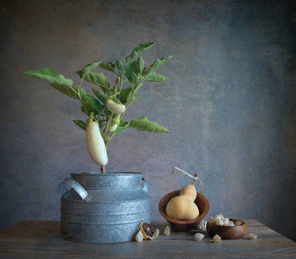 Nature morte aux aubergines blanches - Fangping Zhou