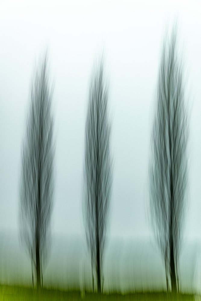 Trois arbres sereins - Franco Tessarolo