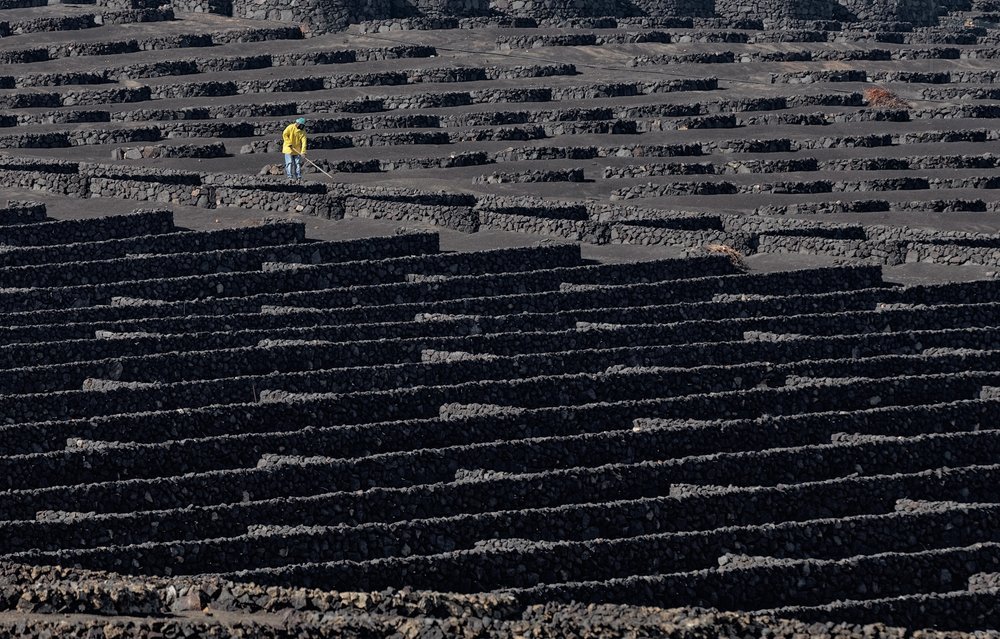 Ouvrier viticole de Volcanic Vineyard - Francois Casanova