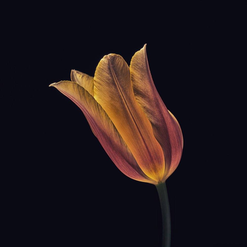 Tulipe orange vif - Frank Ulrich Gandenberger
