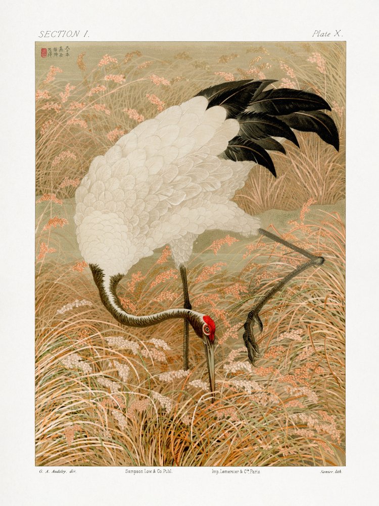 Grue de Sarus dans une rizière - G.a. Audsley
