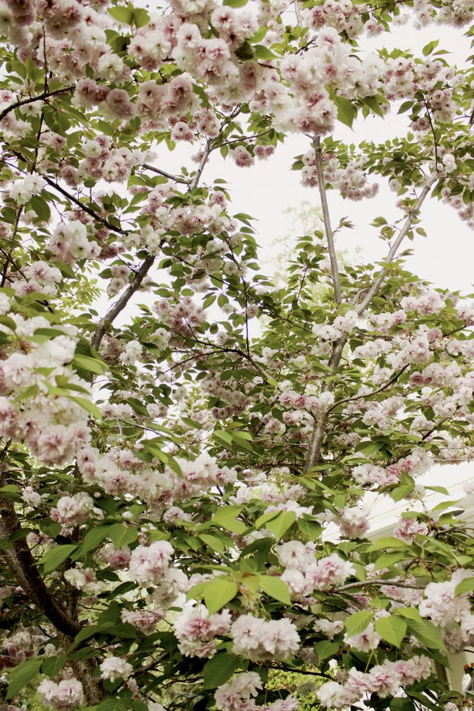 Fleurs de cerisier au printemps - Gemma Bardot