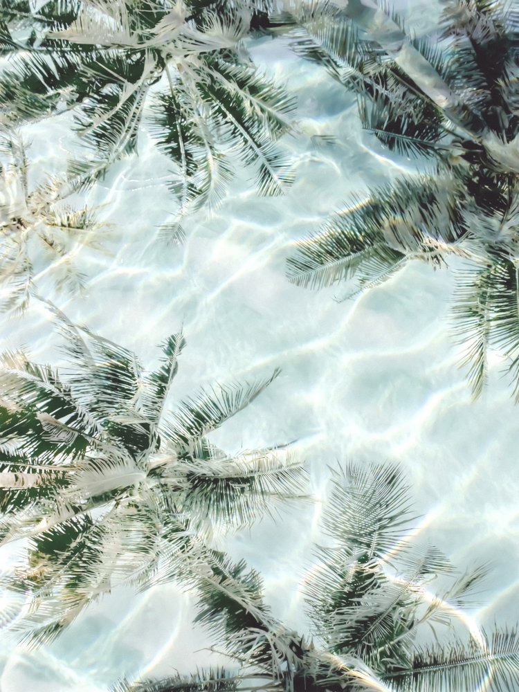Reflets de palmiers sur l