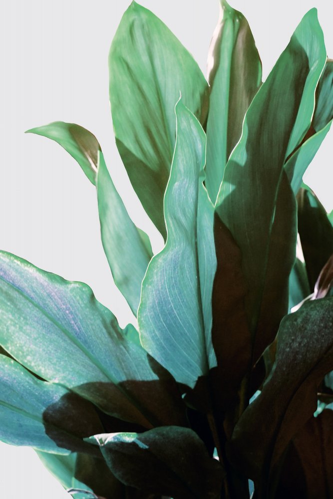 Plante verte tropicale - Gemma Bardot