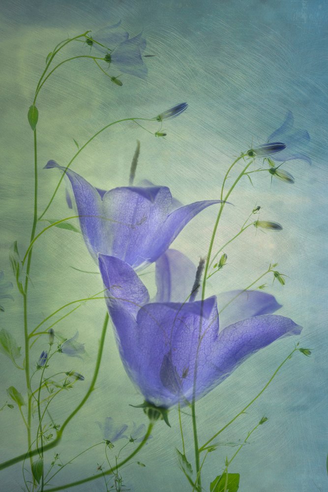 Campanules bleues éthérées - Greetje van Son