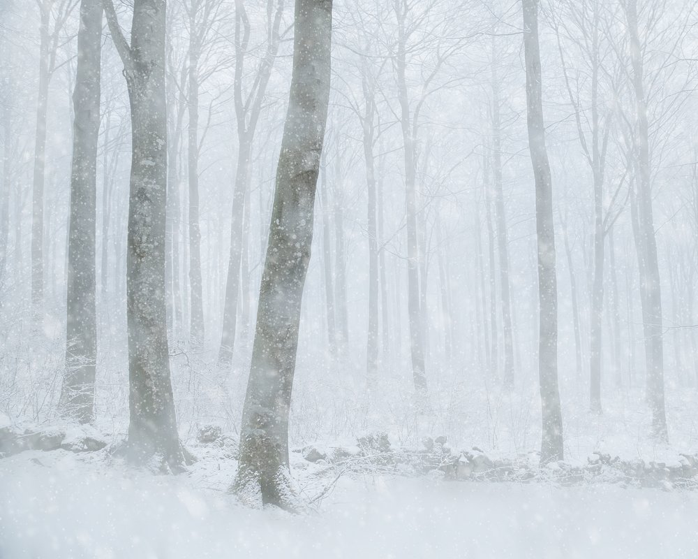 Forêt enneigée en hiver - Gustav Davidsson