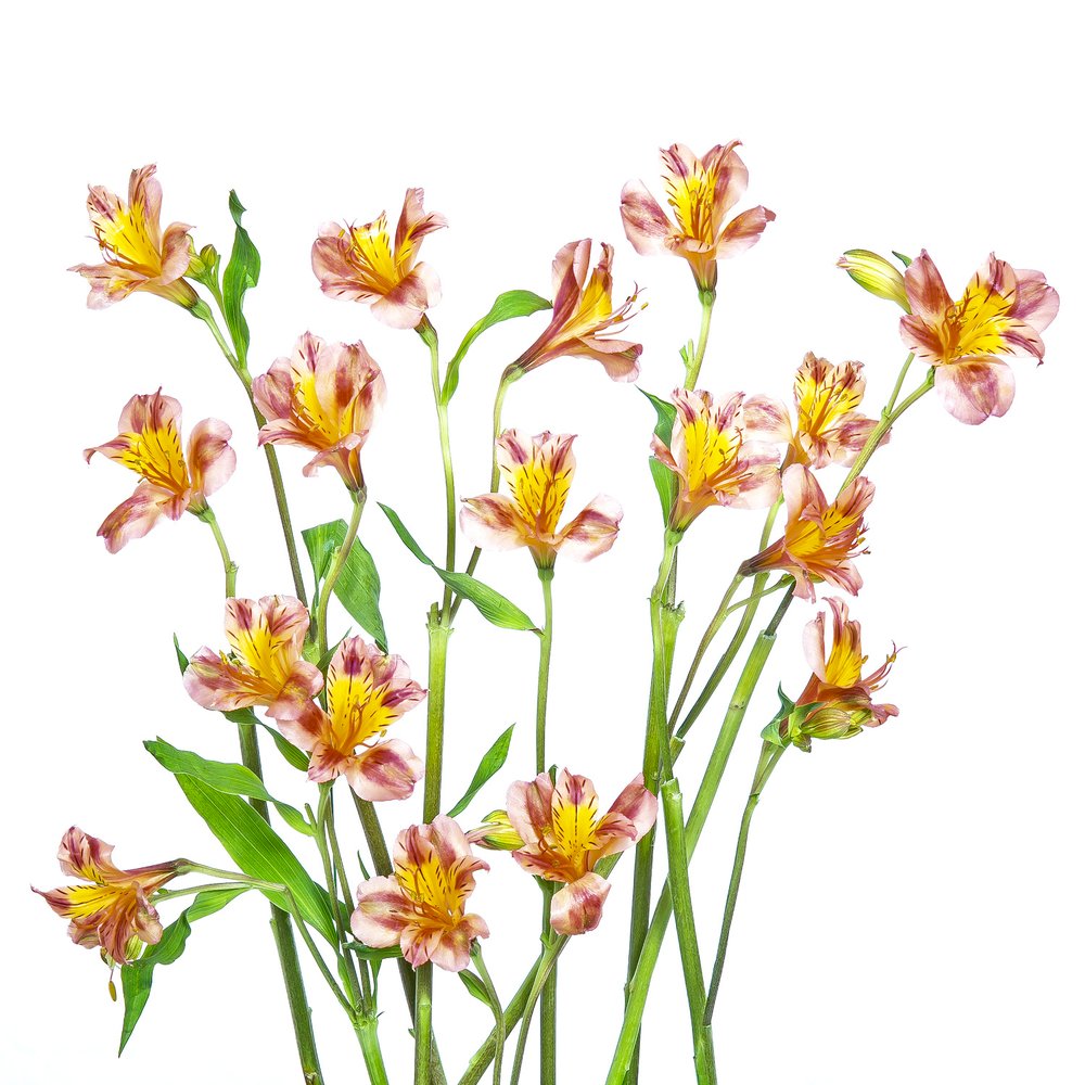 Bouquet d