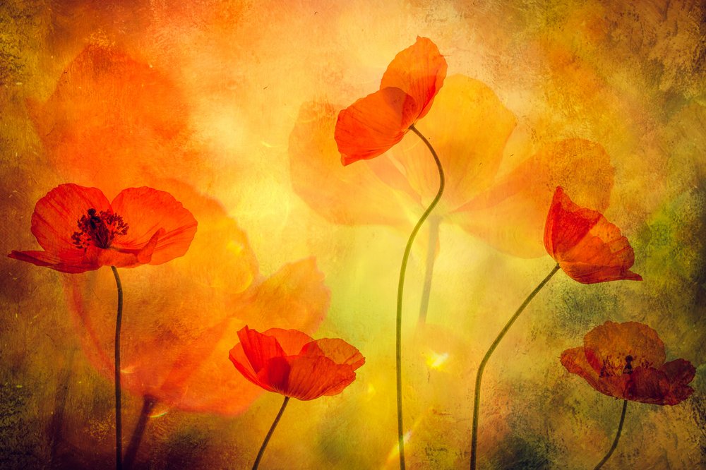 Rêve de coquelicots lumineux - Hilda van der Lee