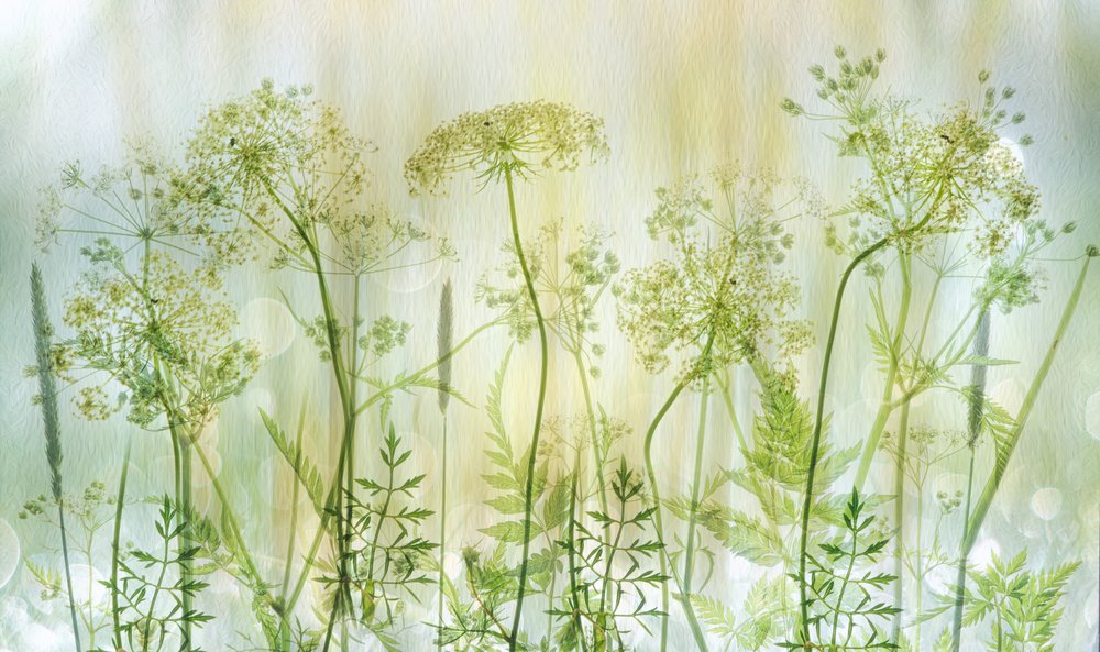 Douces fleurs sauvages vertes - Hilda van der Lee
