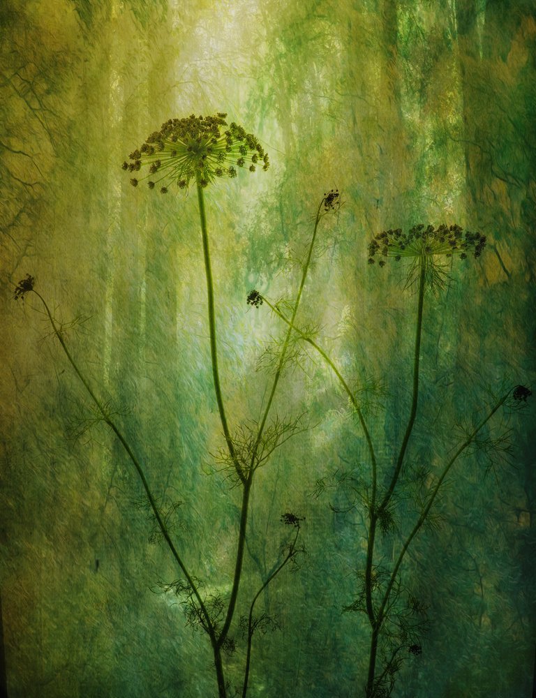 Aneth vert paisible - Hilda van der Lee