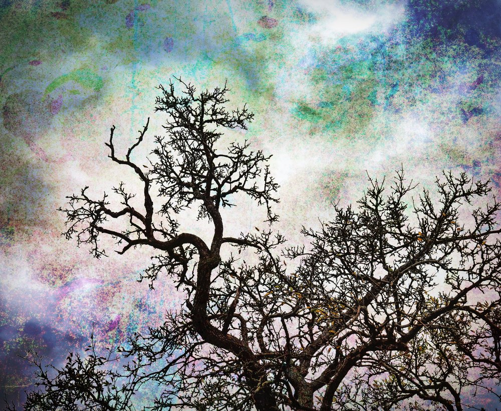 Arbres célestes abstraits - Ida Publishing