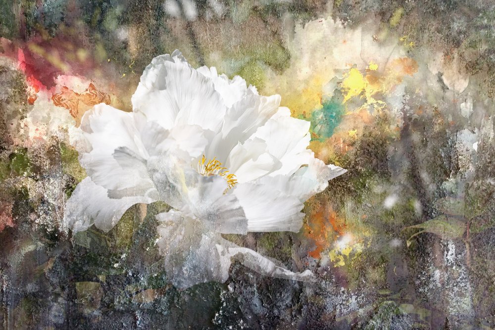 Fleur blanche rêveuse - Igor Kopcev