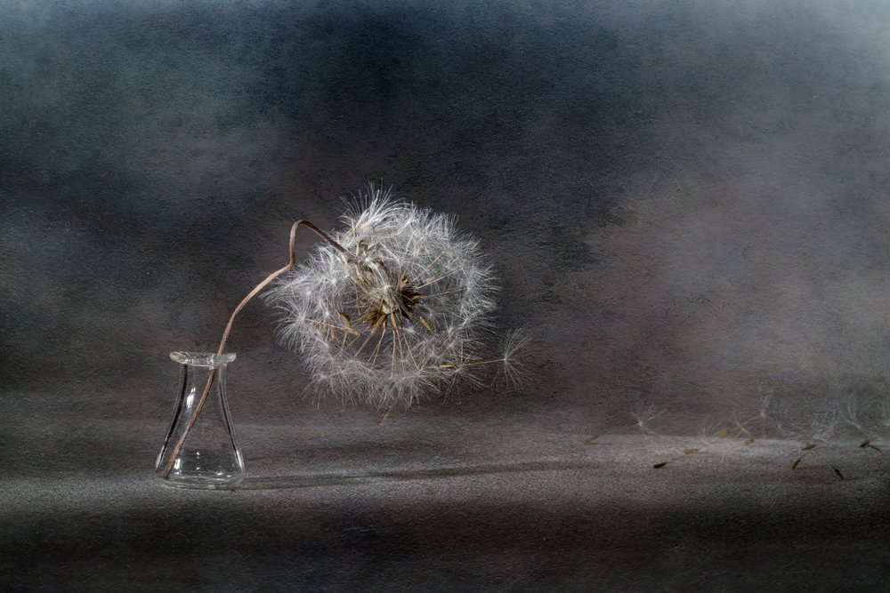 Graines de pissenlit flottant au gré du vent - Igor Kopcev