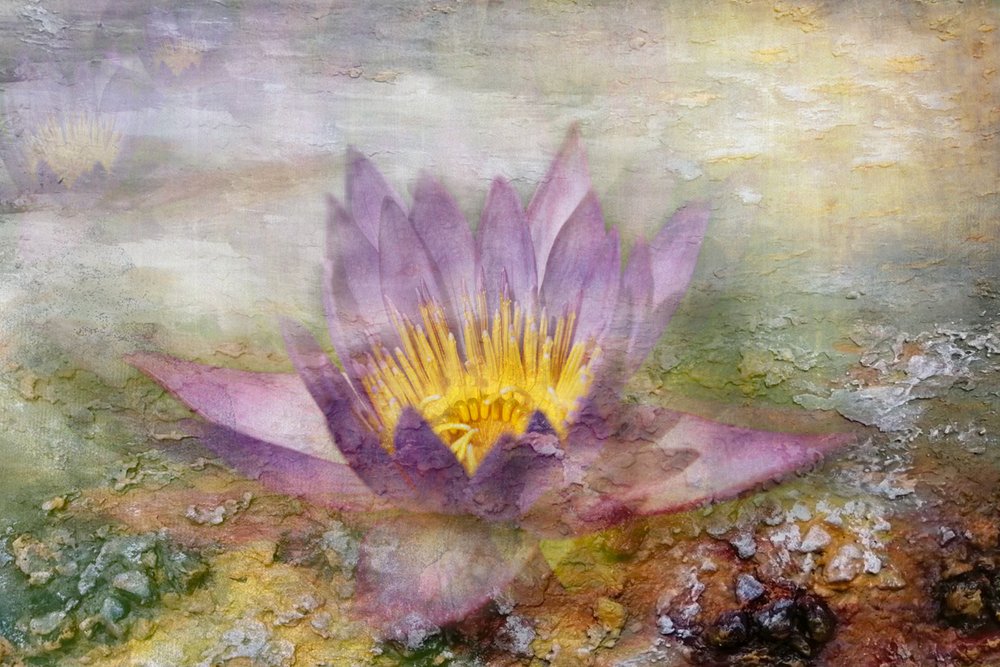 Lotus violet éthéré - Igor Kopcev