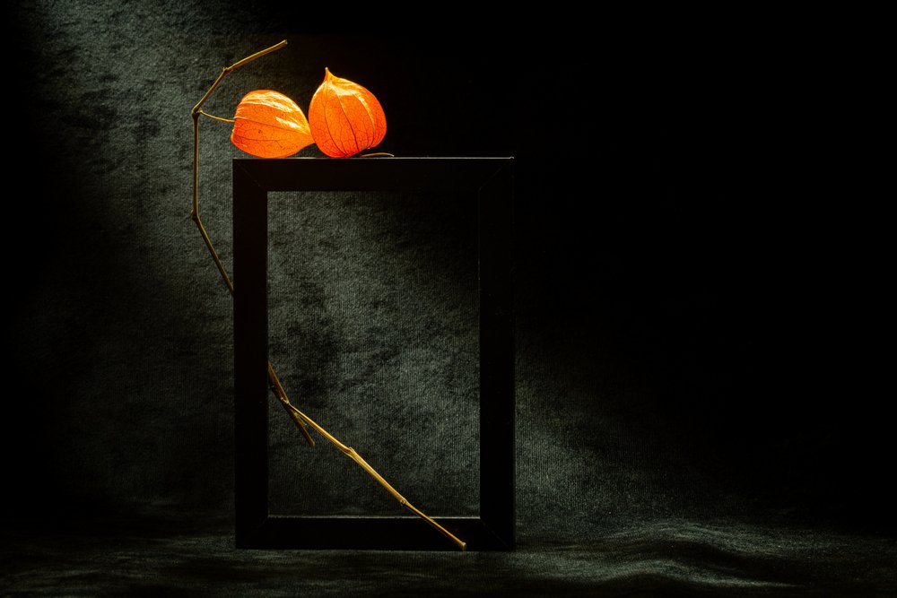 Cadre lumineux de physalis - Igor Kopcev
