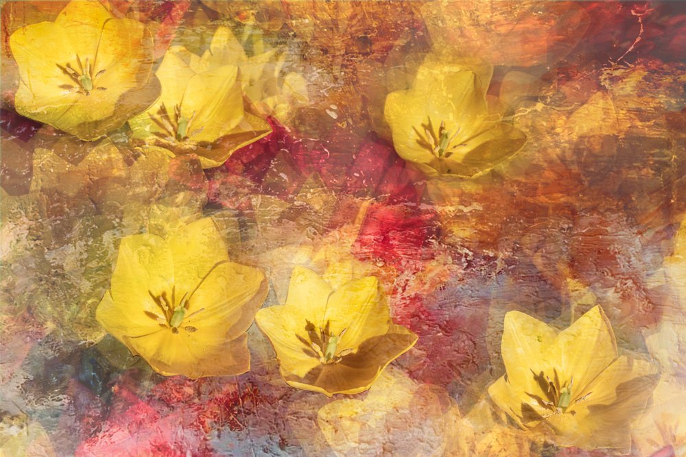 Tulipes jaunes texturées - Igor Kopcev