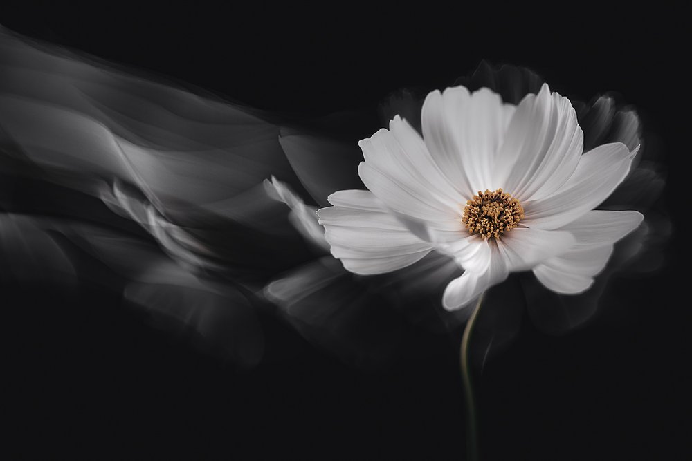 Cosmos blanc éthéré - Inna Karpova