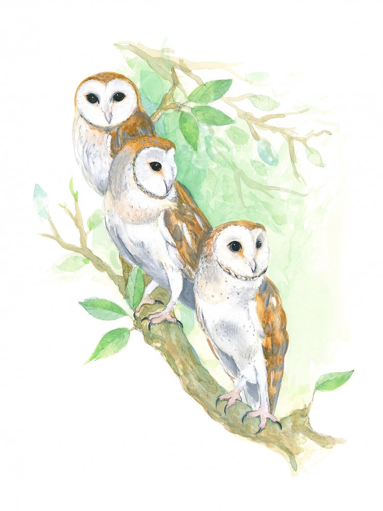 3 effraies des clochers - Isabelle Brent