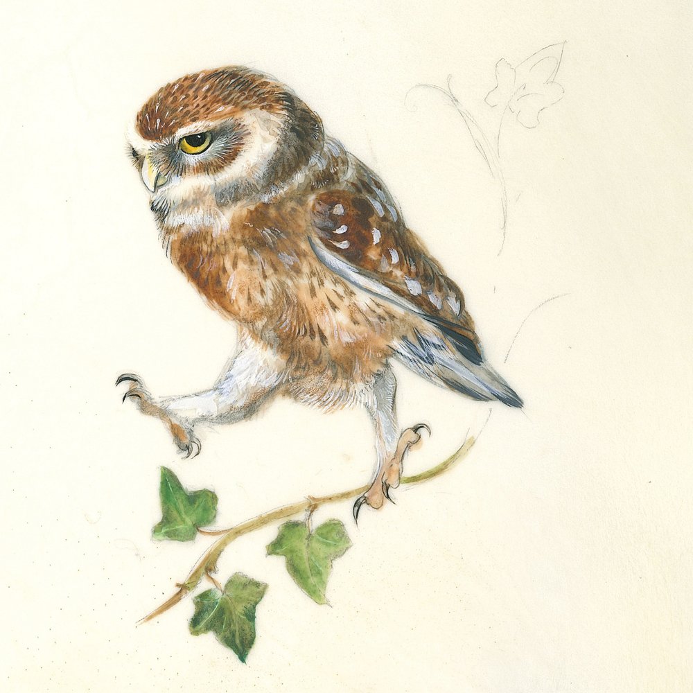 Un hibou déterminé - Isabelle Brent