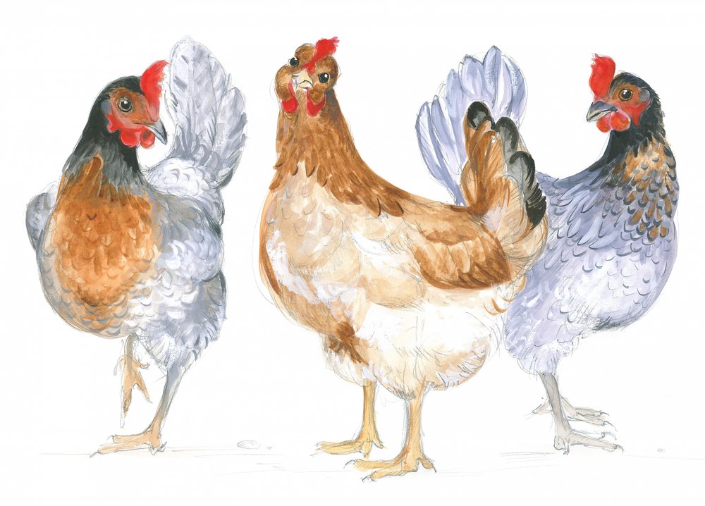 Poules caquetantes - Isabelle Brent