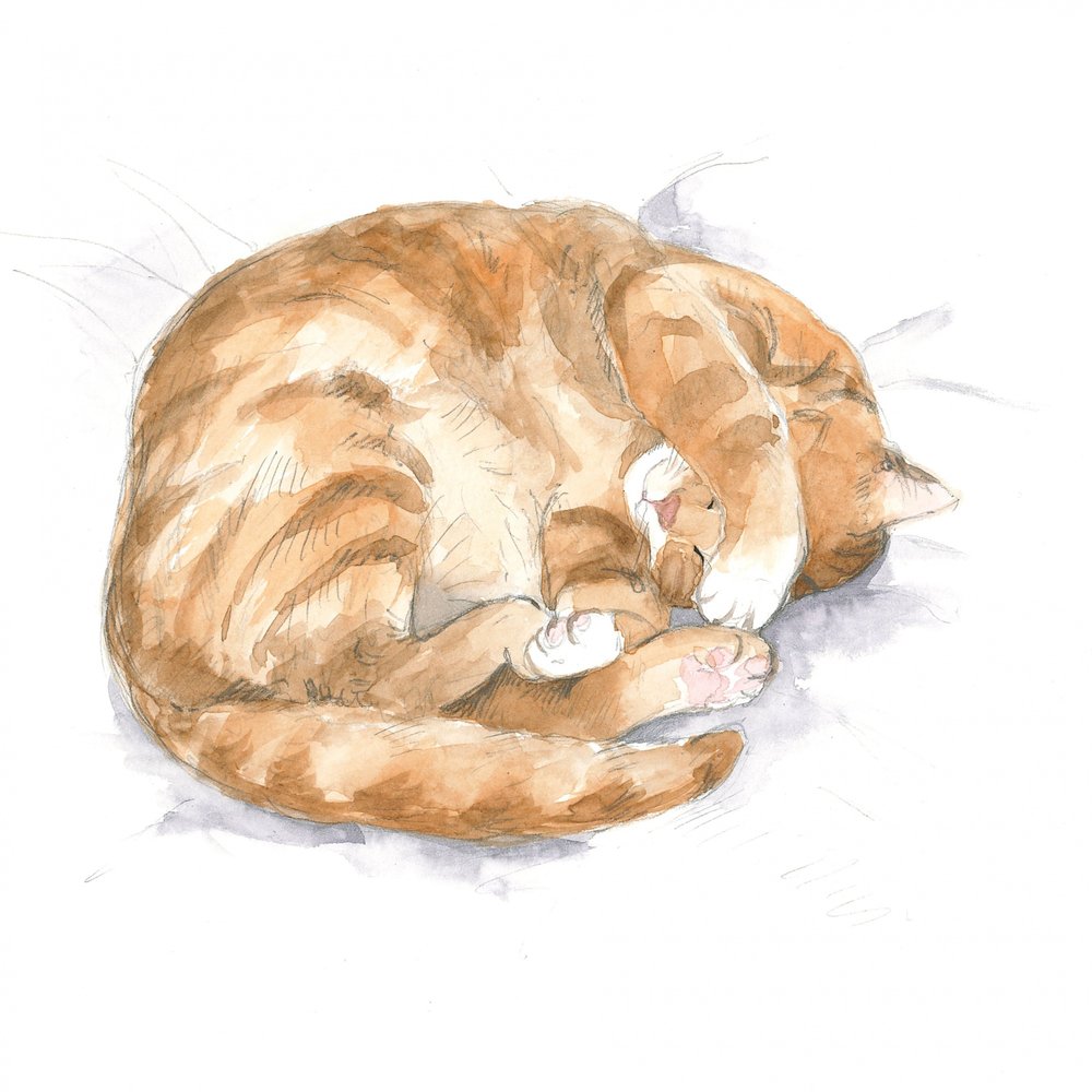 Croquis de chat roux - Isabelle Brent