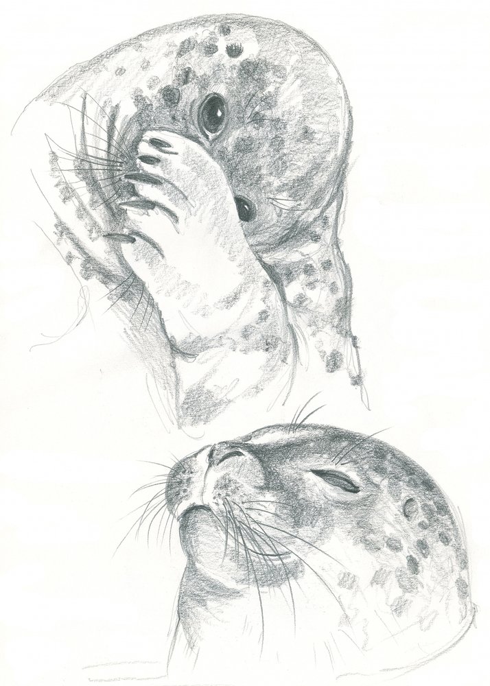 Dessin de phoques gris - Isabelle Brent