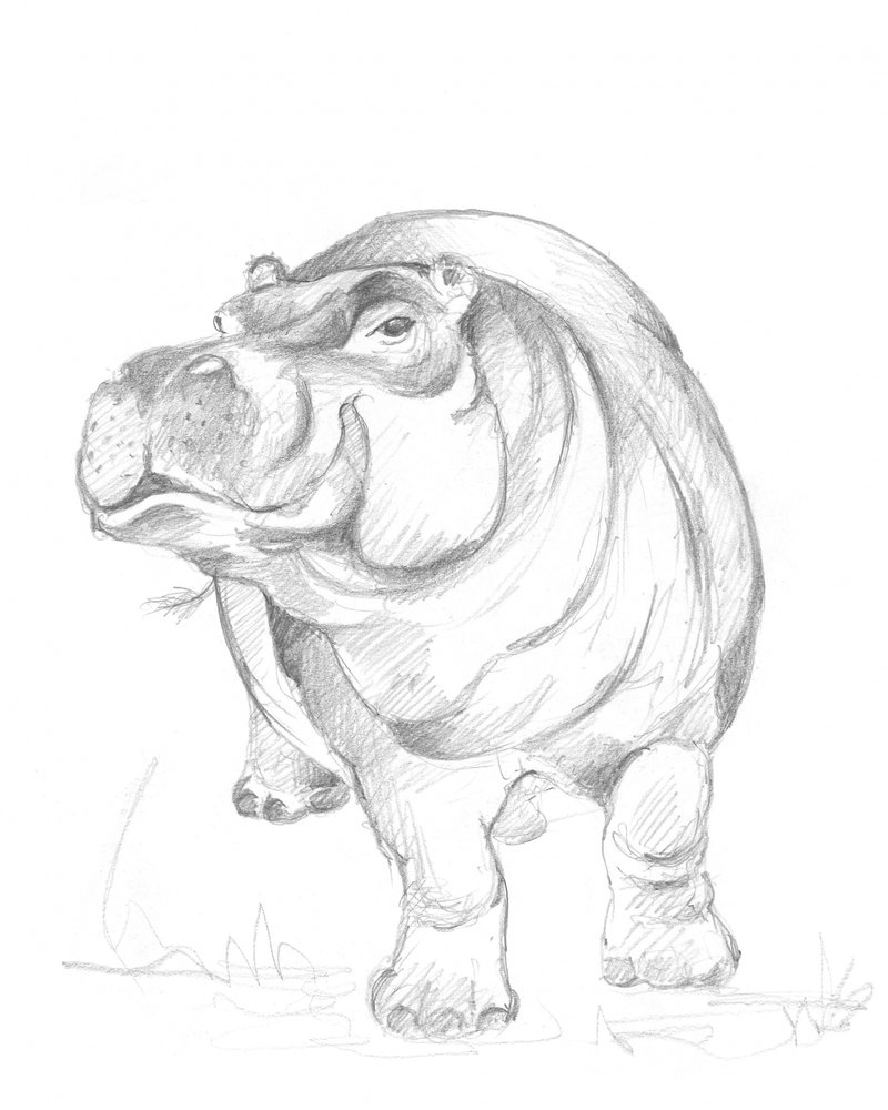 Hippopotame 01 - Isabelle Brent
