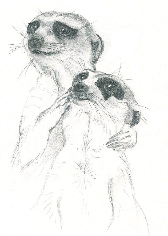 Dessin de suricates - Isabelle Brent