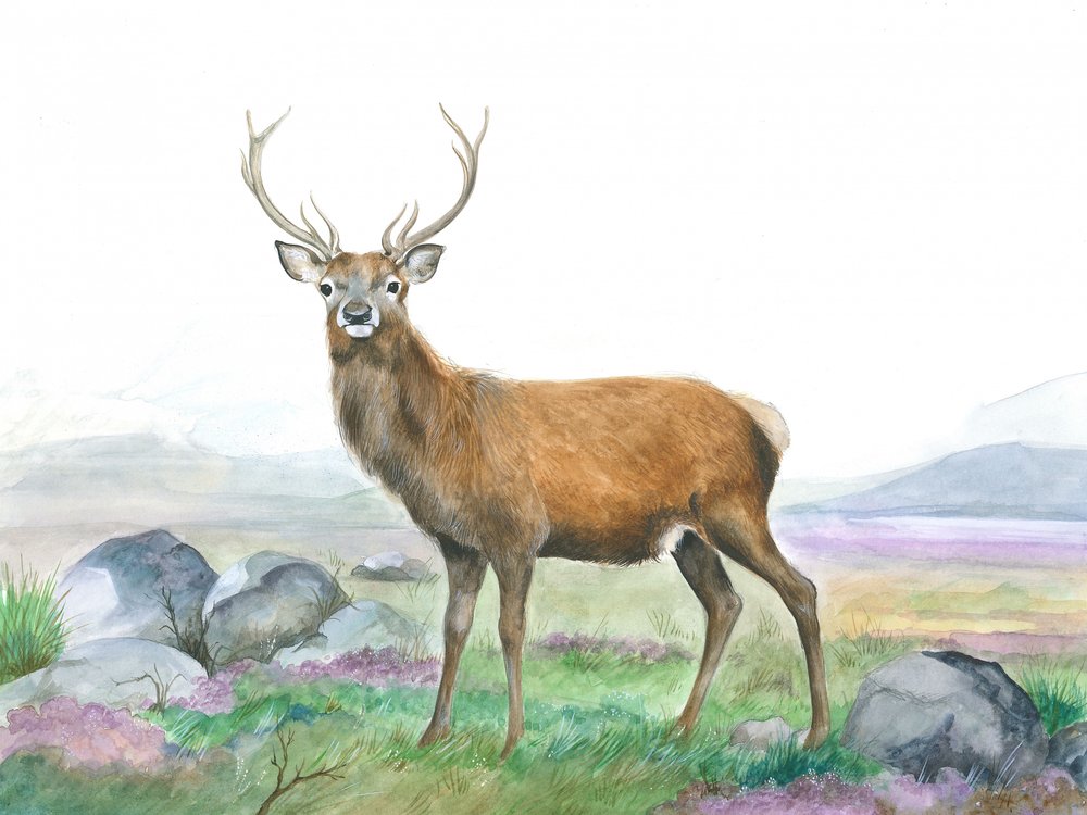 Cerf Moreland - Isabelle Brent