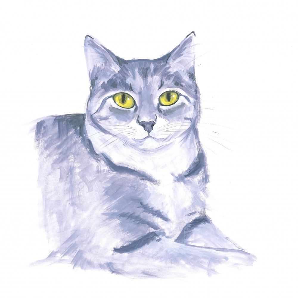 Chat observateur - Isabelle Brent