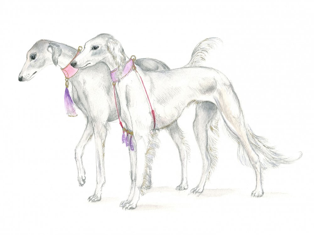 Chiens saluki aux colliers délicats - Isabelle Brent