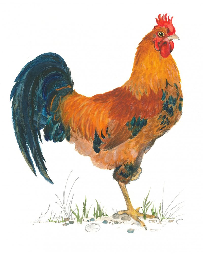 Scène vive avec un coq - Isabelle Brent