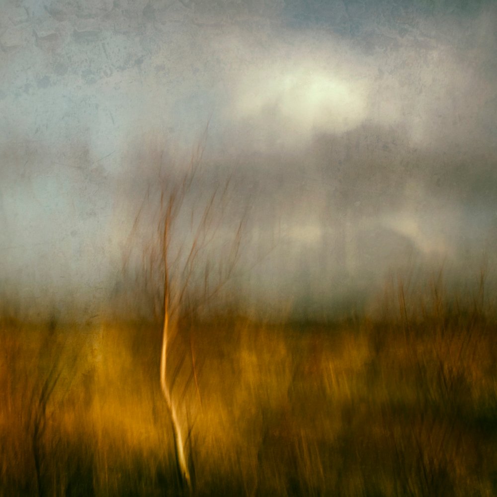  - Jacqueline van Bijnen